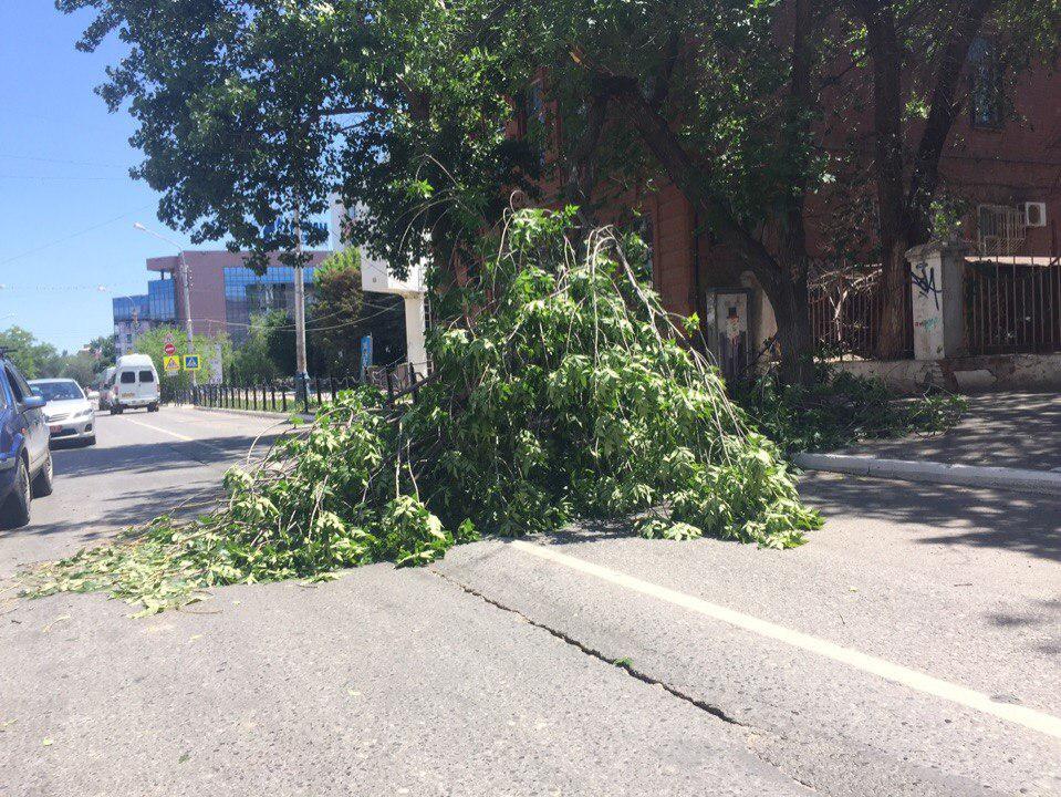 На улице Ленина рухнуло дерево