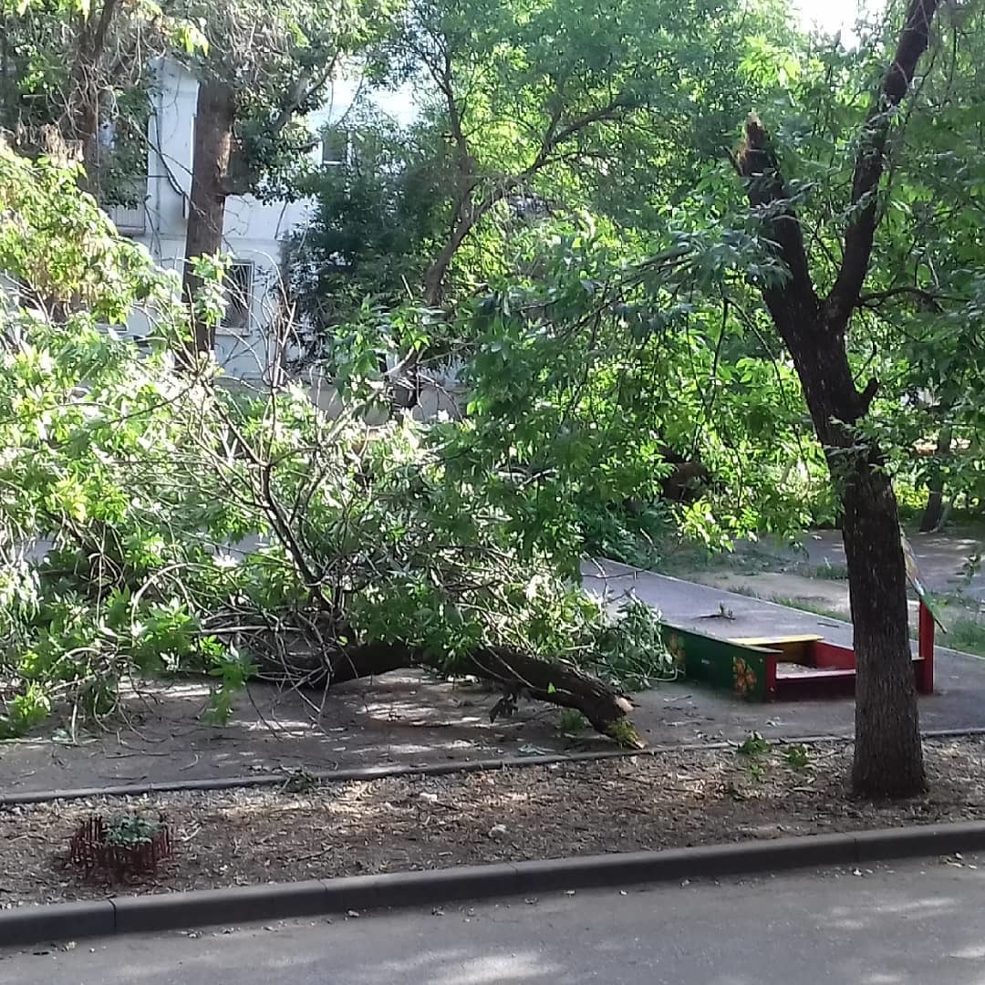В Астрахани снова упало дерево