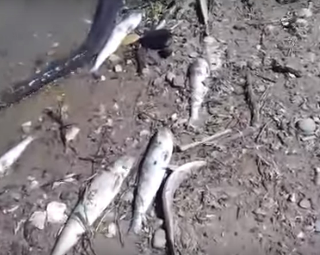 Специалисты рассказали о гибели рыбы в Волге