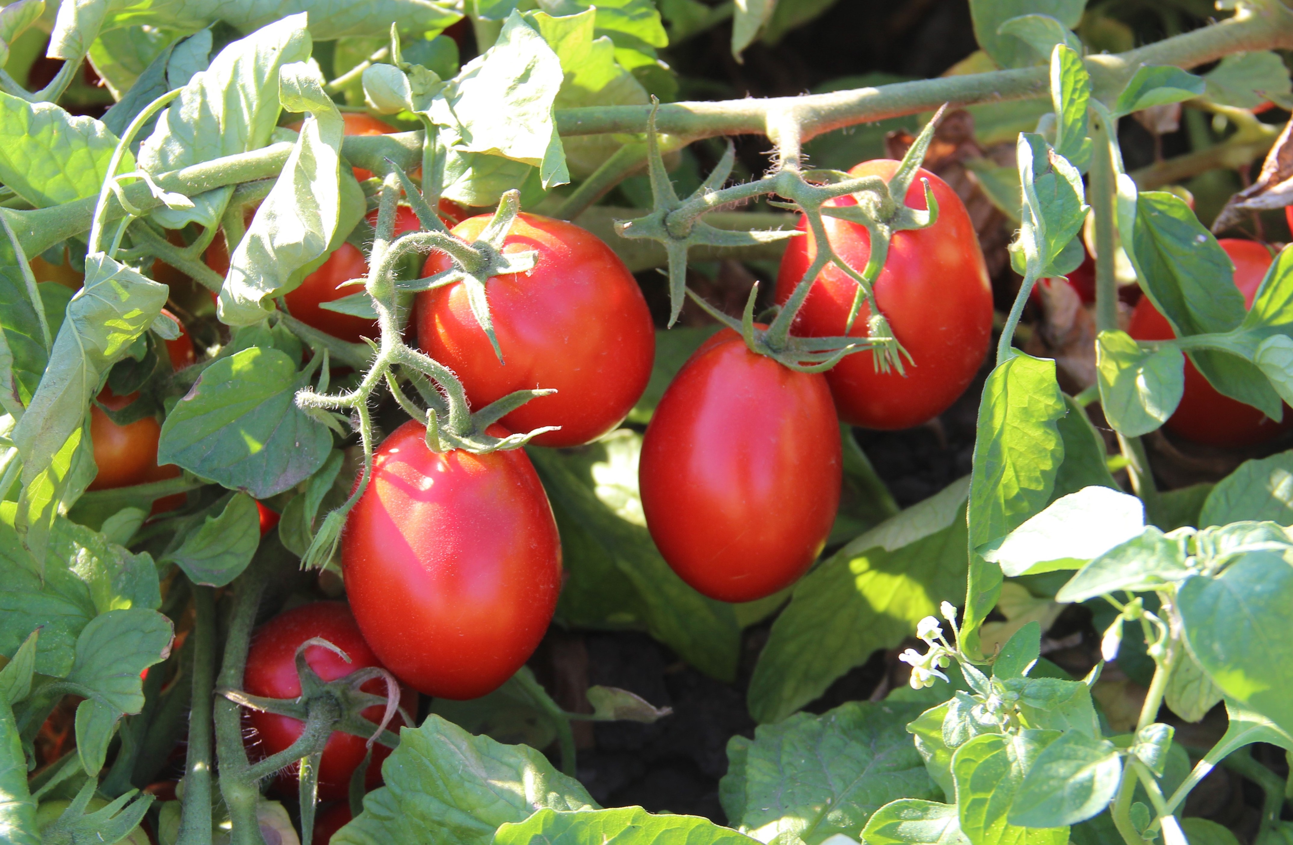 Бренд «Астраханские помидоры» защитят на законодательном уровне