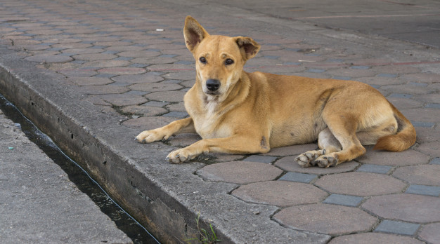В Икрянинском районе собаки покусали 70 человек