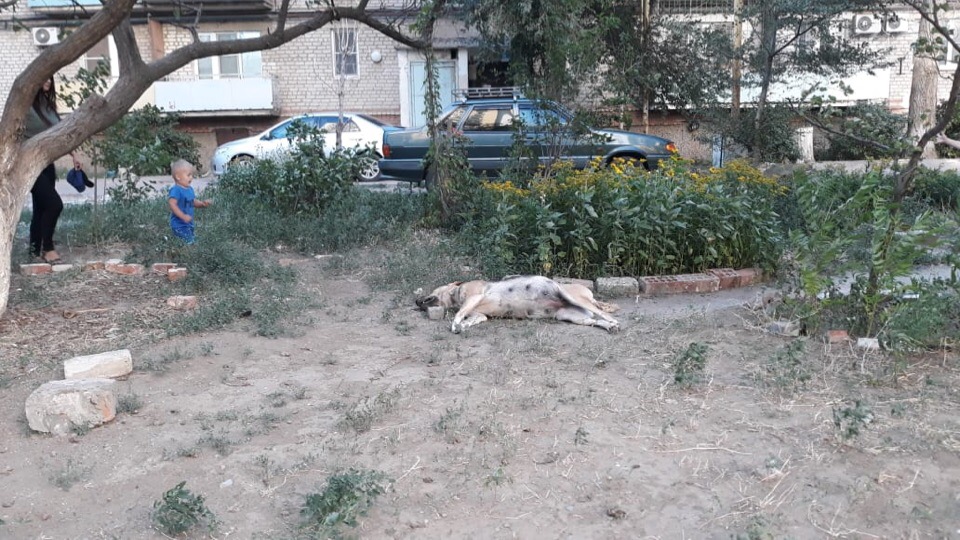 Астраханцы жалуются на трупы собак