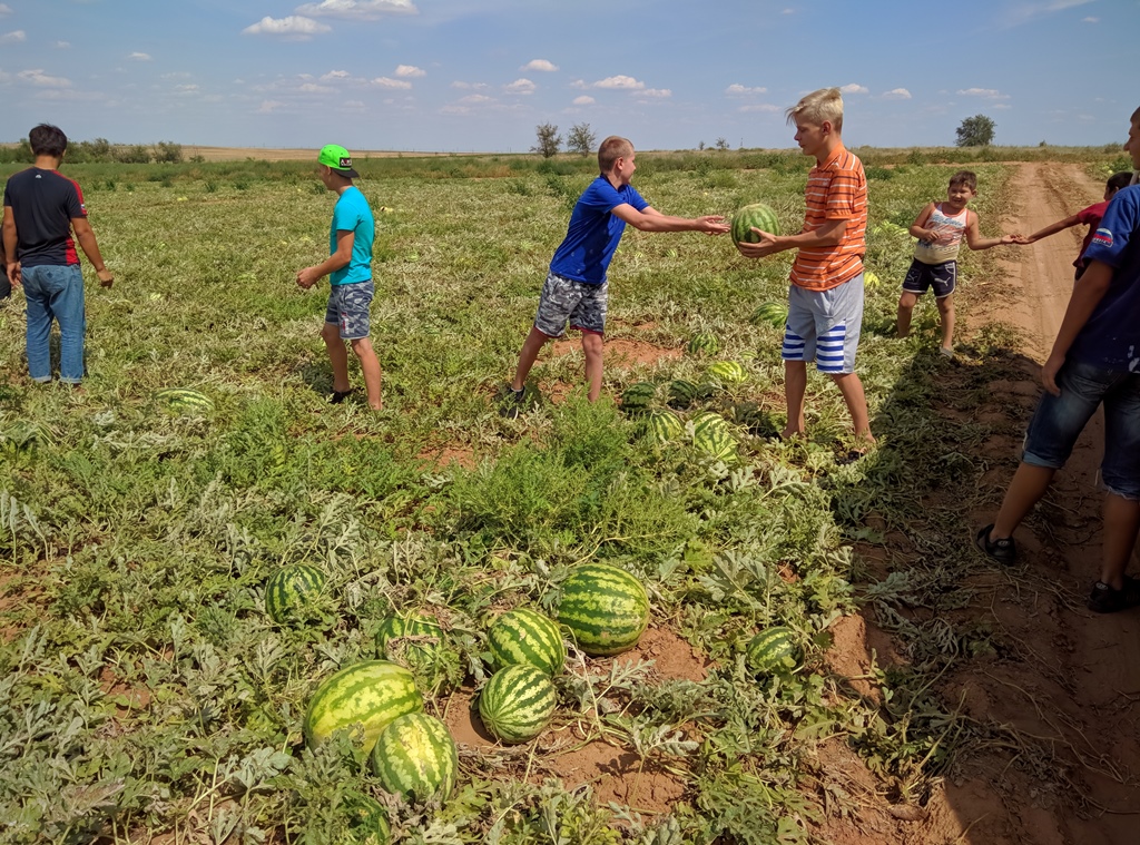 Детям показали как растут арбузы