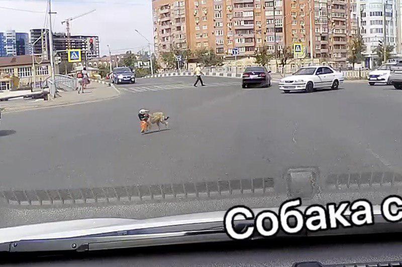 На улицах города замечен забавный пес, знающий ПДД