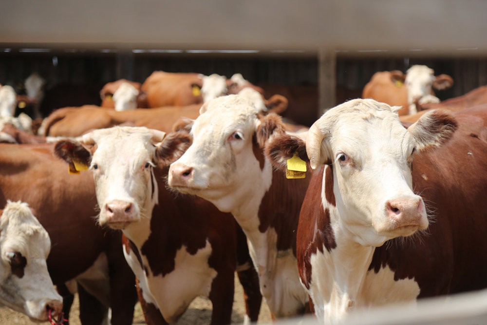 В Астраханской области растёт поголовье крупного рогатого скота
