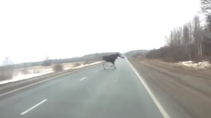 В Астрахани замечен лось на дороге
