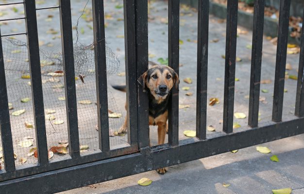 Бездомные собаки Астрахань