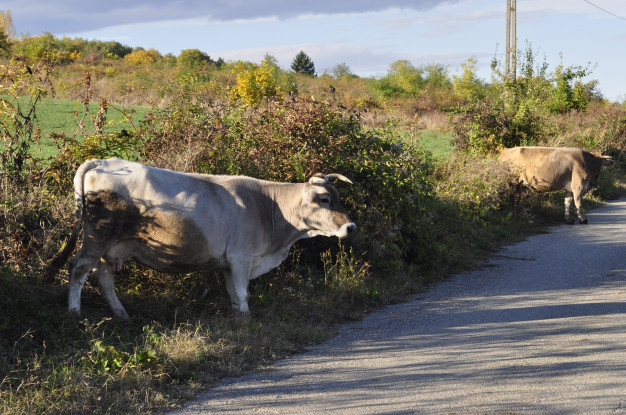 коровы на дорогах