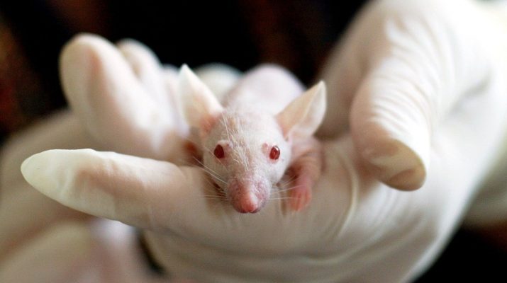 В России начнут тестировать вакцину от COVID-19 на мышах