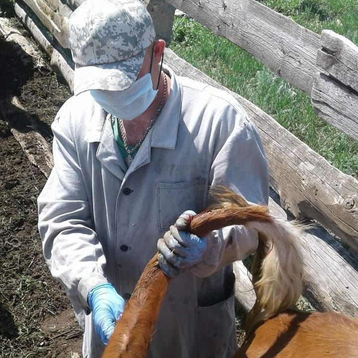 Специалисты Володарской ветеринарной станции провели осмотр скота