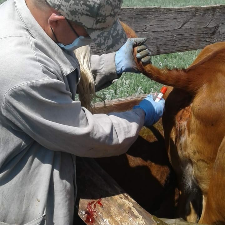 Специалисты Володарской ветеринарной станции провели осмотр скота
