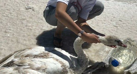 В Астраханской области спасли лебедей из солёного озера Баскунчак
