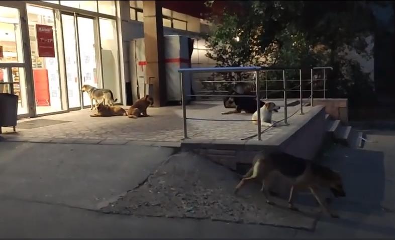 Астраханцы жалуются на стаи бездомных собак