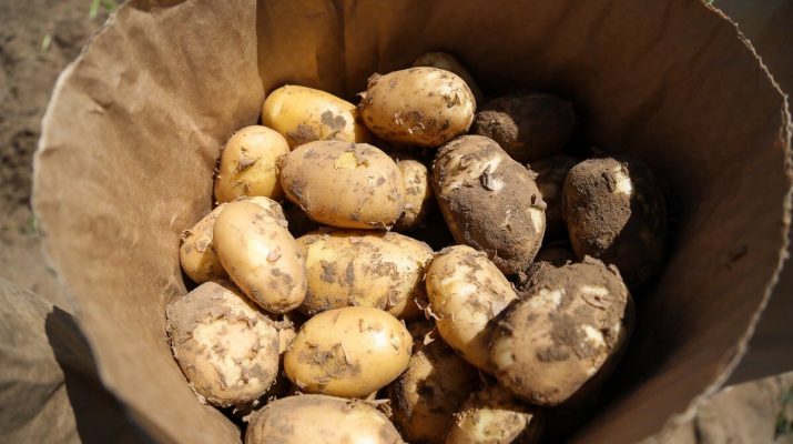 В Астраханской области собрали первый урожай картошки