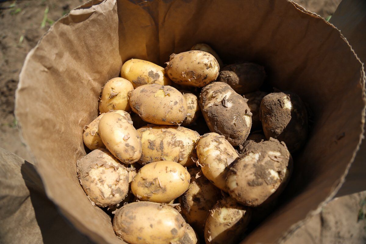 В Астраханской области собрали первый урожай картошки
