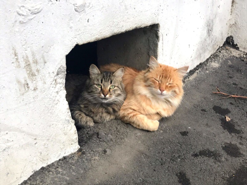 В Астрахани котам разрешат жить в подвалах и сделают отдельные входы