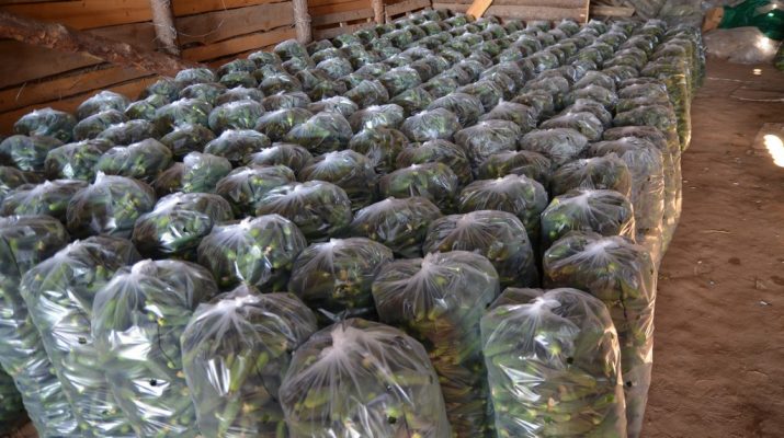 В Астраханской области собрали 80 тонн огурцов