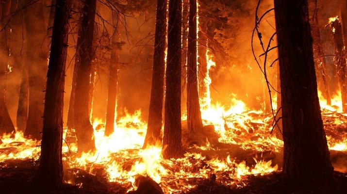 В Астраханской области произошёл сильный природный пожар