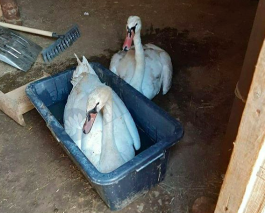 Жители Калмыкии спасли стаю лебедей от гибели