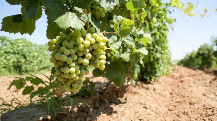 В Красноярском районе города Астрахани появились первые виноградники