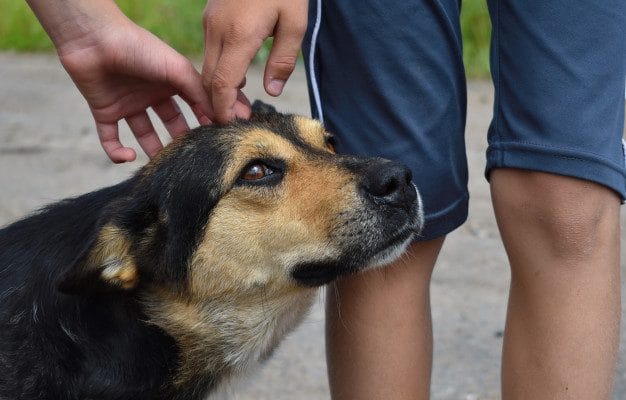 1,4 тысяч бездомных животных забрали из приютов в Москве