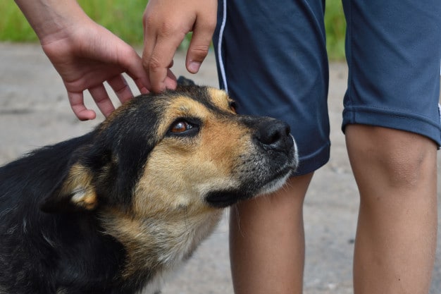 1,4 тысяч бездомных животных забрали из приютов в Москве