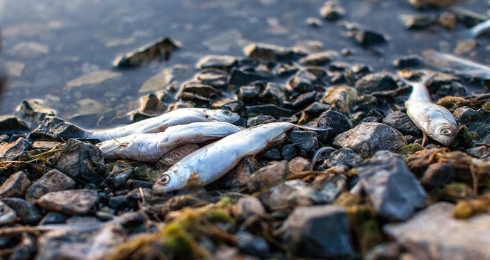 В Астрахани гибнет рыба из-за маловодья