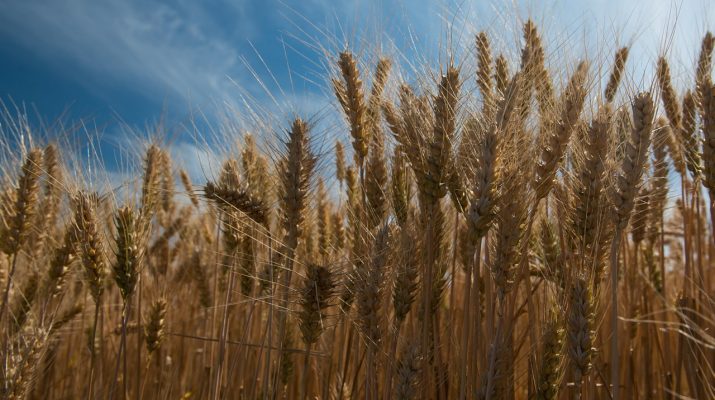 В Астраханской области будут выращивать больше зерновых культур