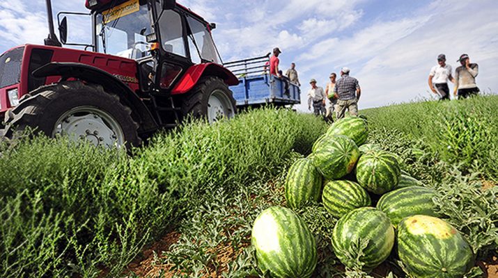 Астраханские аграрии преодолели трудности вызванные коронавирусом