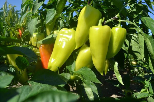В Наримановском районе выращивают больше 500 гектар болгарского перца