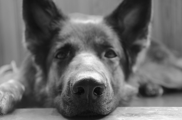 Астраханская полиция расследуют дело о частичном свежевании собаки