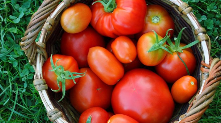 агроробот для томатов