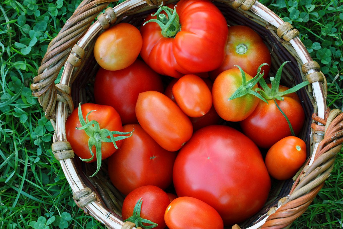 агроробот для томатов