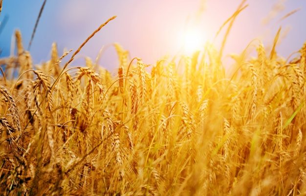 В Астрахани засеют гибрид пшеницы и ржи