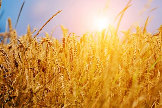 В Астрахани засеют гибрид пшеницы и ржи