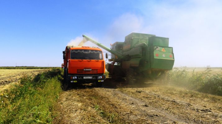 В Астраханской области продолжается сбор риса и томатов