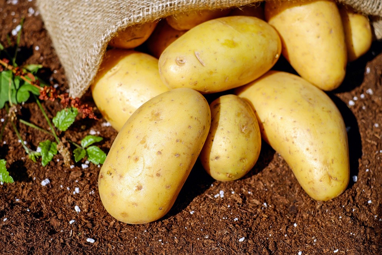 сбор картофеля
