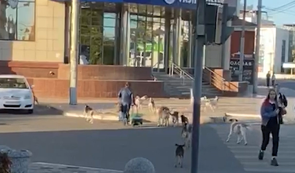 на астраханских улицах собак больше, чем людей