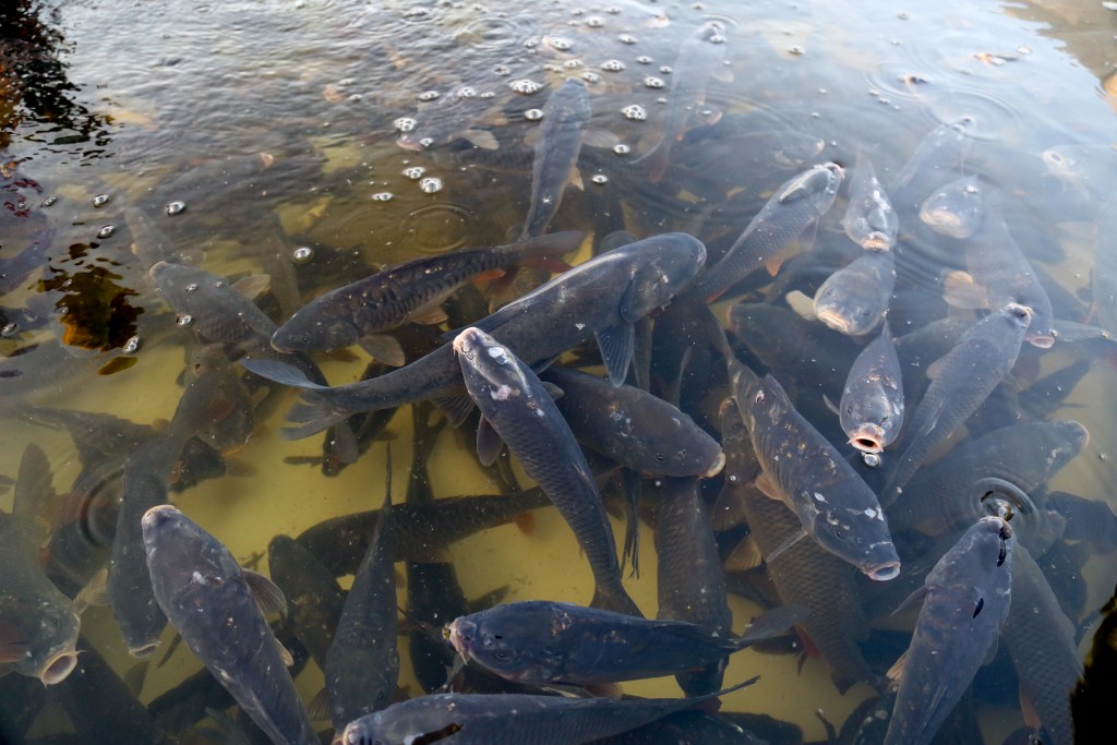 Игорь Бабушкин выпустил рыбу в Лебединое озеро
