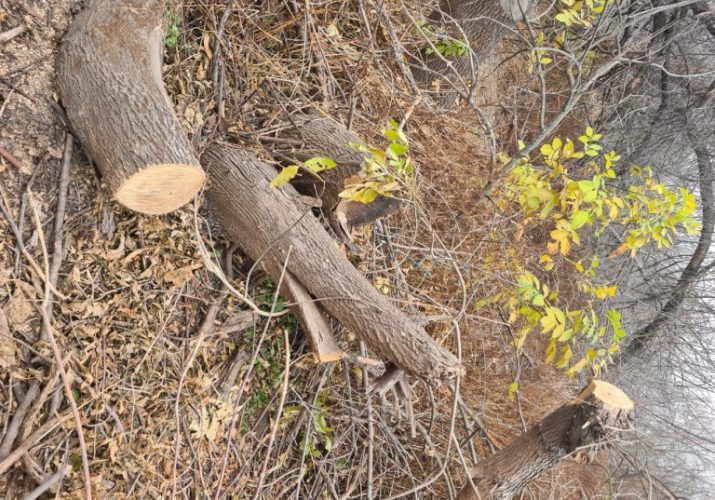 Браконьеры нанесли непоправимый вред астраханскому лесу
