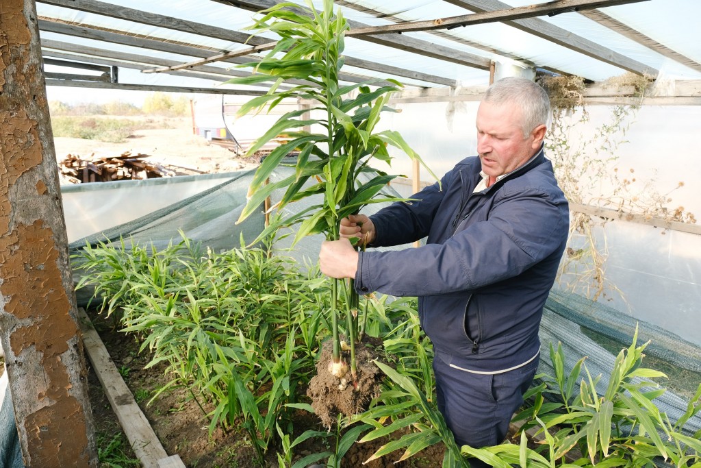 Фермер, вырастивший в Астрахани имбирь, хочет посадить киви