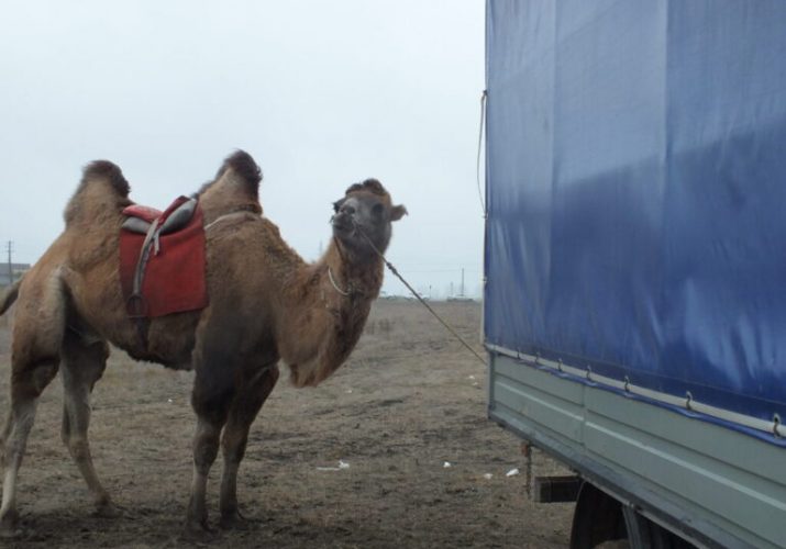верблюды террористы Икрянинский район