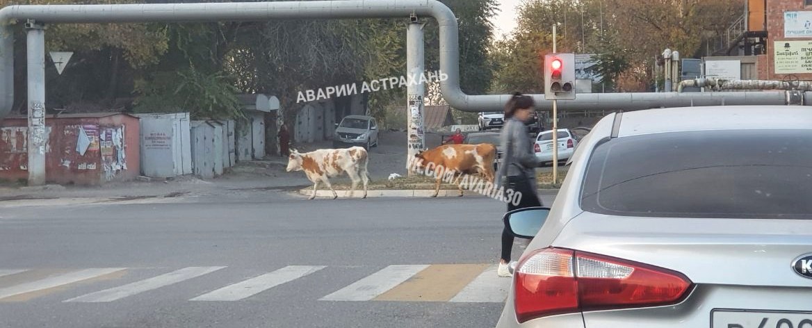 Коровы устроили тур по Астрахани и мешали автомобилистам (видео)