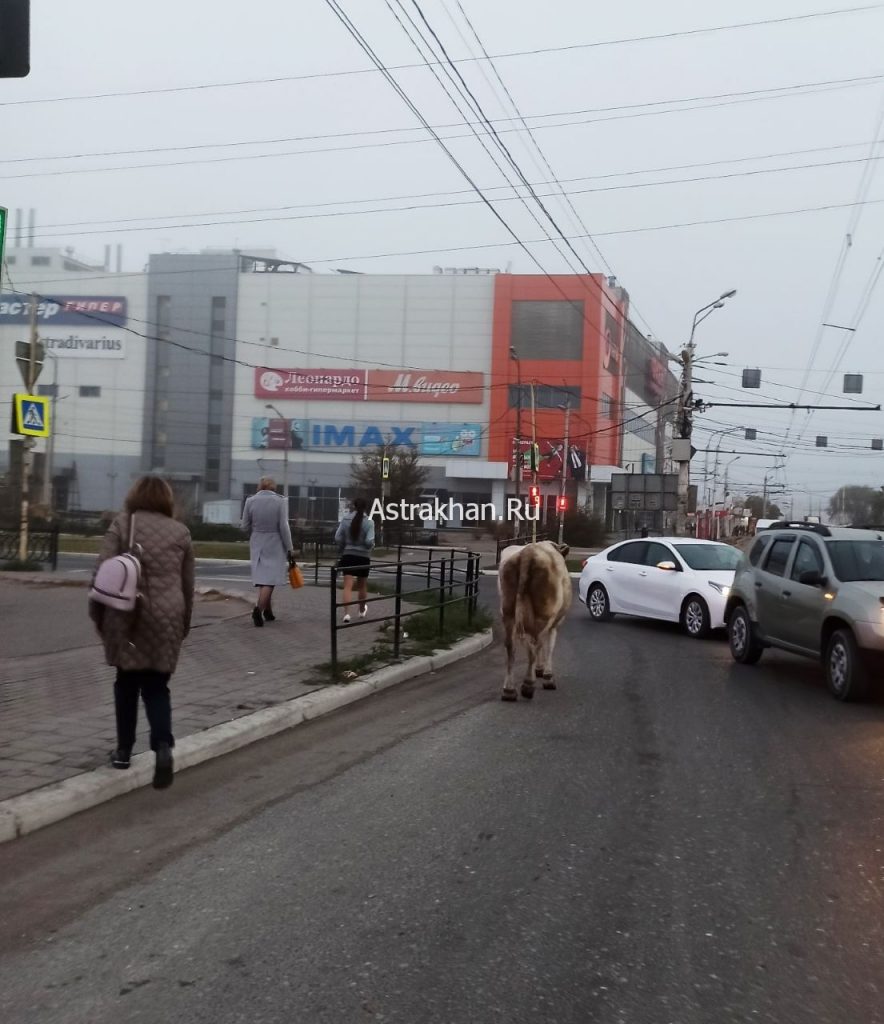 Астраханские коровы мигрируют в южные районы города