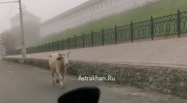 Коровы уходят на Юг: очередное нашествие бурёнок на астраханских дорогах