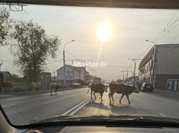 Коровы уходят на Юг: очередное нашествие бурёнок на астраханских дорогах
