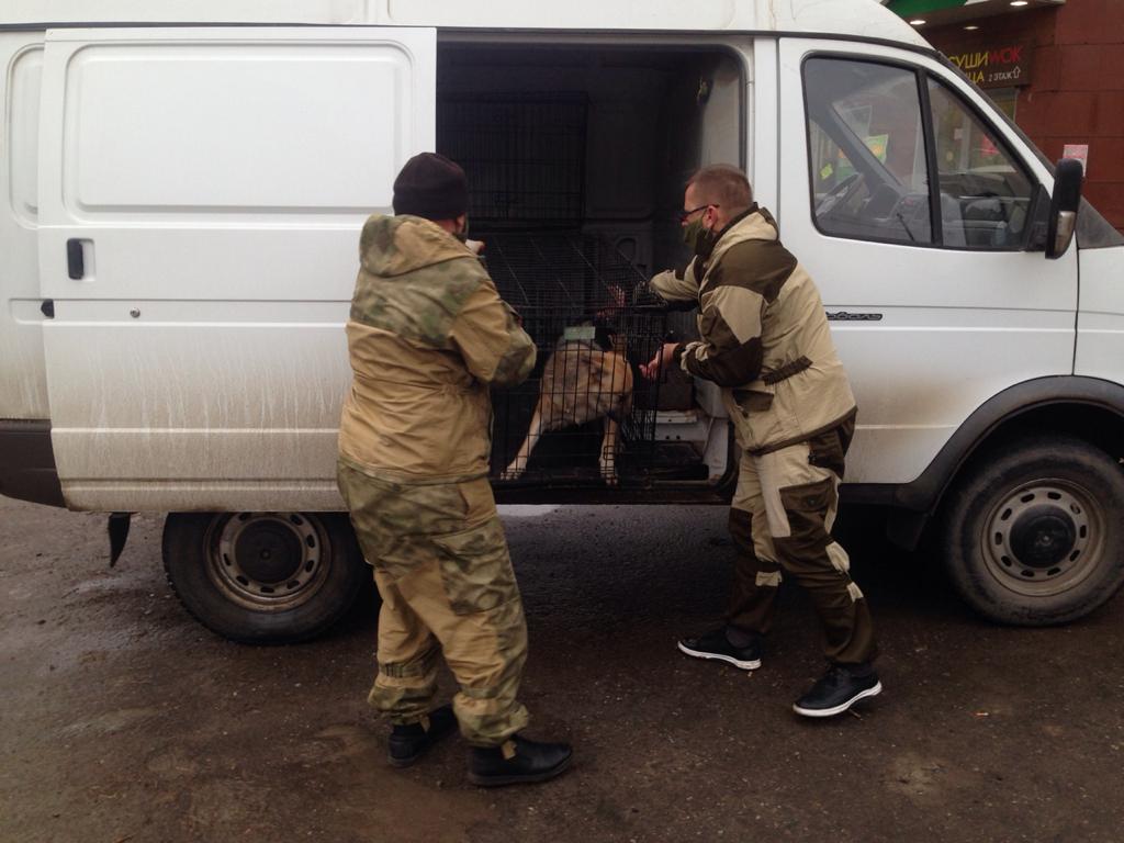 В Астраханской области отловят более 13 тысяч собак за год