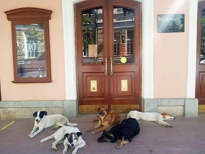 бродячие собаки Астрахань