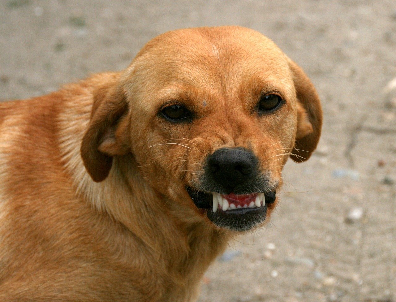 Проблему бездомных собак в Астрахани хотят решать с помощью приютов, стерилизации и Инстаграма