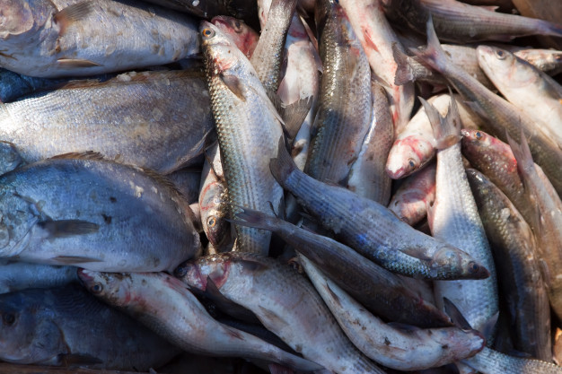 Астраханцы вновь пойманы на незаконной добыче рыбы